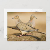 Mourning Dove Briefkaart (Voorkant / Achterkant)