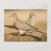 Mourning Dove Briefkaart (Voorkant)
