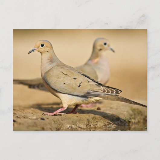 Mourning Dove Briefkaart (Voorkant)