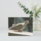 Mourning Dove Briefkaart (Staand voorkant)