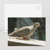 Mourning Dove Briefkaart (Voorkant / Achterkant)