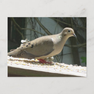 Mourning Dove Briefkaart