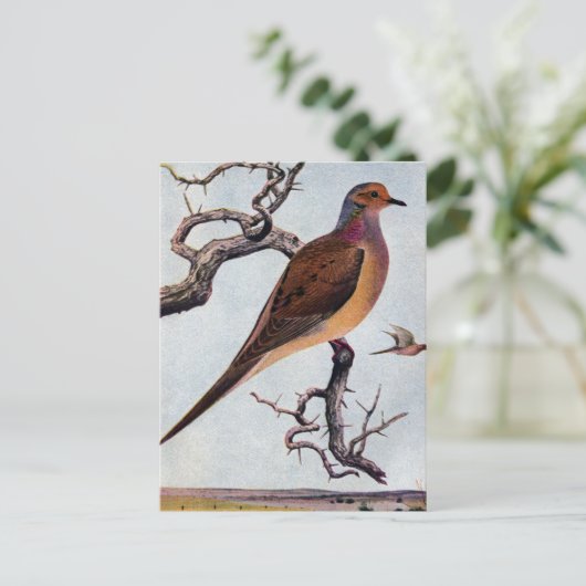 Mourning Dove Briefkaart (Staand voorkant)