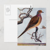 Mourning Dove Briefkaart (Voorkant / Achterkant)