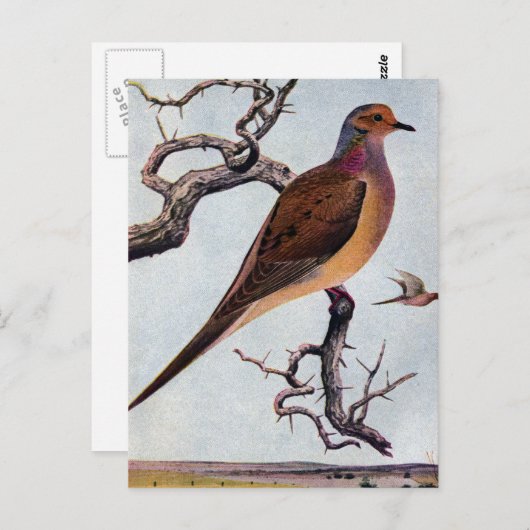 Mourning Dove Briefkaart (Voorkant / Achterkant)