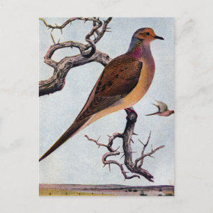 Mourning Dove Briefkaart