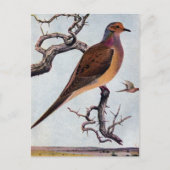 Mourning Dove Briefkaart (Voorkant)