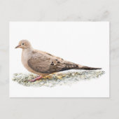 Mourning Dove Briefkaart (Voorkant)