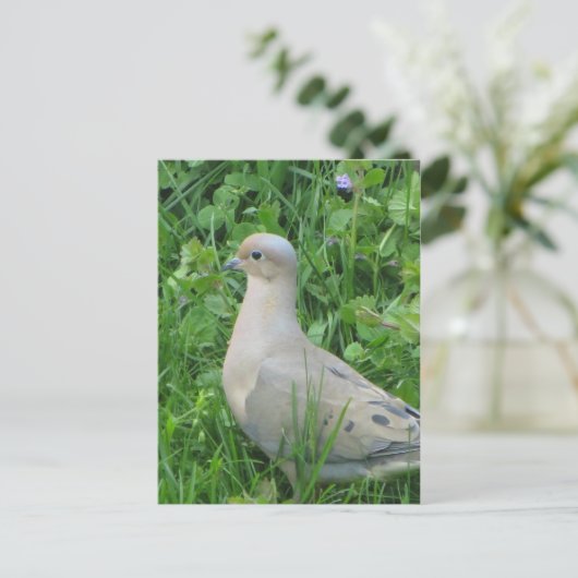 Mourning Dove Briefkaart (Staand voorkant)