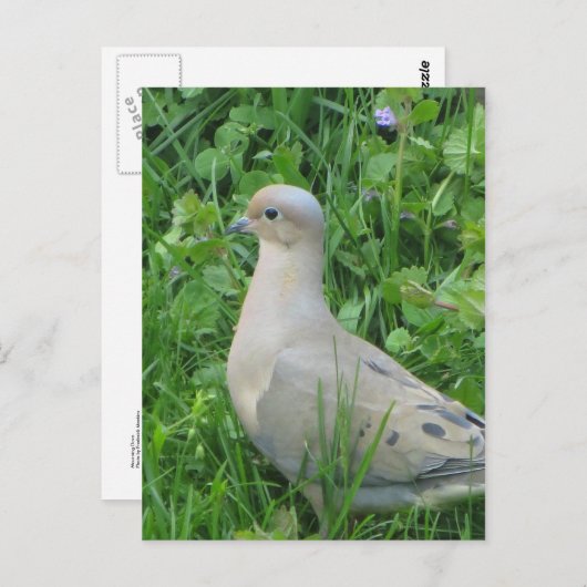 Mourning Dove Briefkaart (Voorkant / Achterkant)