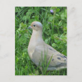 Mourning Dove Briefkaart (Voorkant)