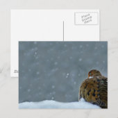 Mourning Dove Briefkaart (Voorkant / Achterkant)