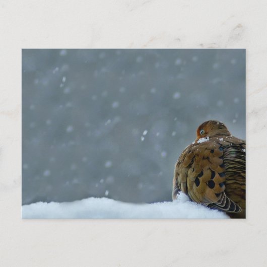 Mourning Dove Briefkaart (Voorkant)