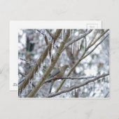 Mourning Dove Briefkaart (Voorkant / Achterkant)