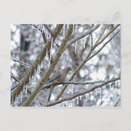 Mourning Dove Briefkaart (Voorkant)