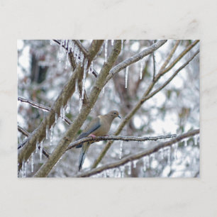 Mourning Dove Briefkaart