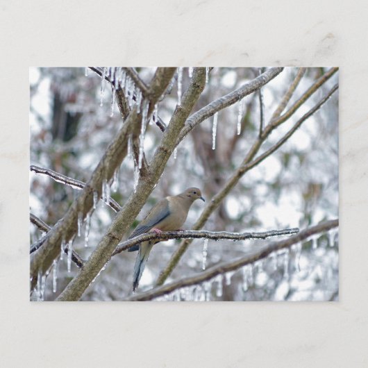 Mourning Dove Briefkaart (Voorkant)