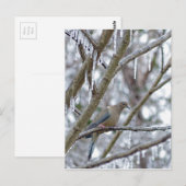 Mourning Dove Briefkaart (Voorkant / Achterkant)