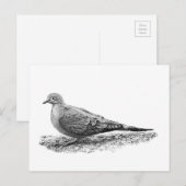 Mourning Dove Briefkaart (Voorkant / Achterkant)
