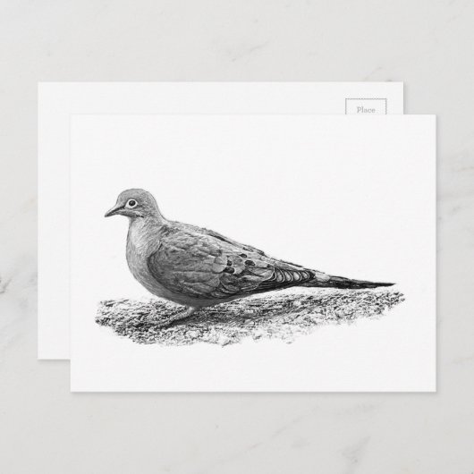 Mourning Dove Briefkaart (Voorkant / Achterkant)