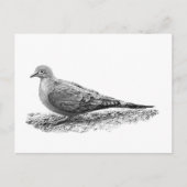 Mourning Dove Briefkaart (Voorkant)