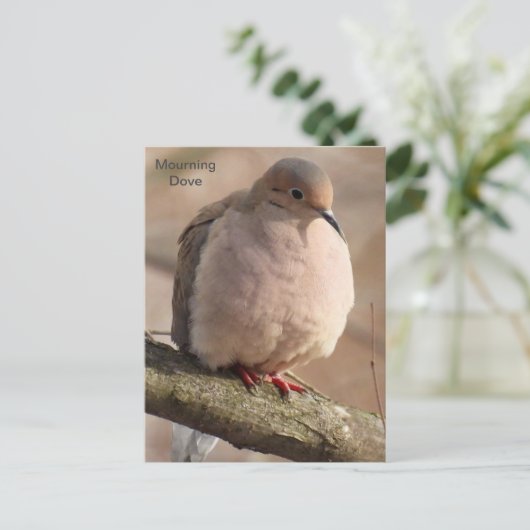 Mourning Dove Briefkaart (Staand voorkant)
