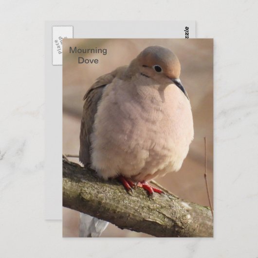 Mourning Dove Briefkaart (Voorkant / Achterkant)