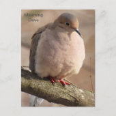 Mourning Dove Briefkaart (Voorkant)