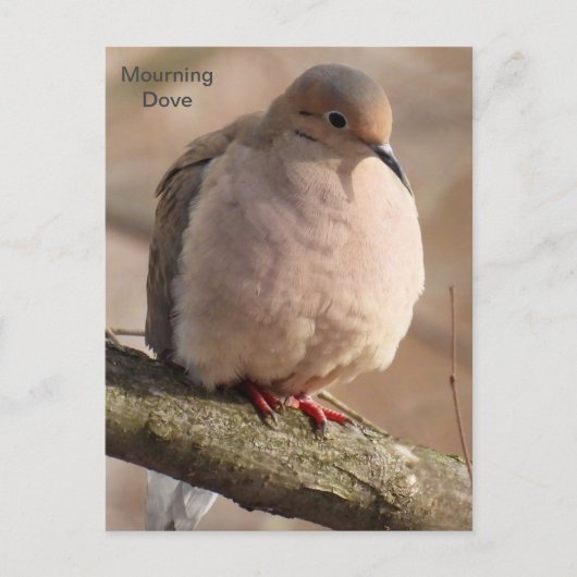 Mourning Dove Briefkaart (Voorkant)