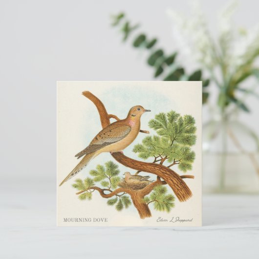 Mourning Dove by Edwin L. Sheppard (Staand voorkant)