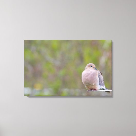 Mourning Dove Canvas Afdruk (Voorkant)