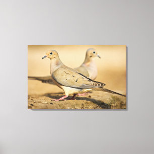 Mourning Dove Canvas Afdruk