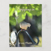 Mourning Dove Dropping in to Say Hello Briefkaart (Voorkant)