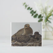 Mourning Dove Family Briefkaart (Staand voorkant)