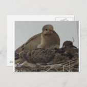 Mourning Dove Family Briefkaart (Voorkant / Achterkant)