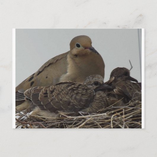 Mourning Dove Family Briefkaart (Voorkant)