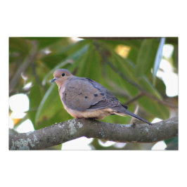 Mourning Dove Foto Afdruk