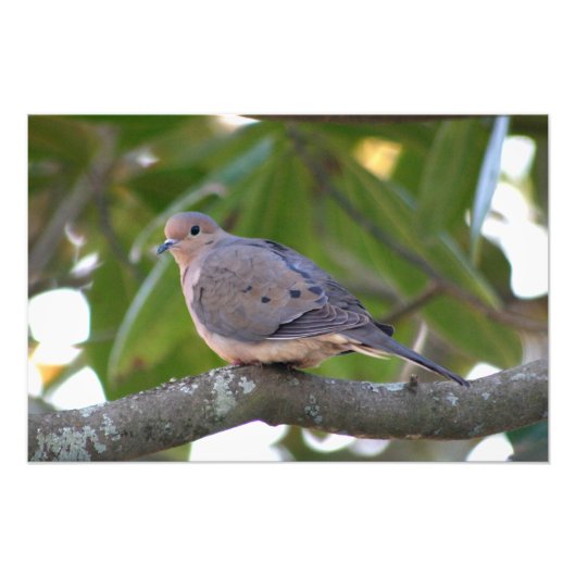 Mourning Dove Foto Afdruk (Voorkant)