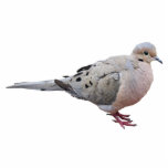 Mourning Dove Fotobeeldje Magneet<br><div class="desc">Een afbeelding van een rouwduif</div>