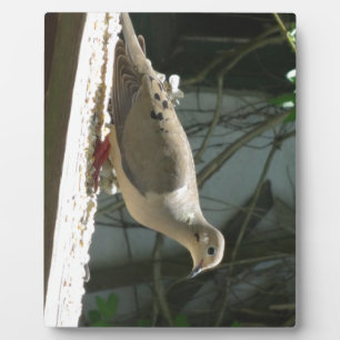 Mourning Dove Fotoplaat