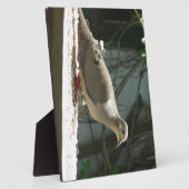 Mourning Dove Fotoplaat (Zijkant)