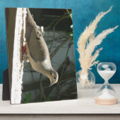 Mourning Dove Fotoplaat (Zijkant)