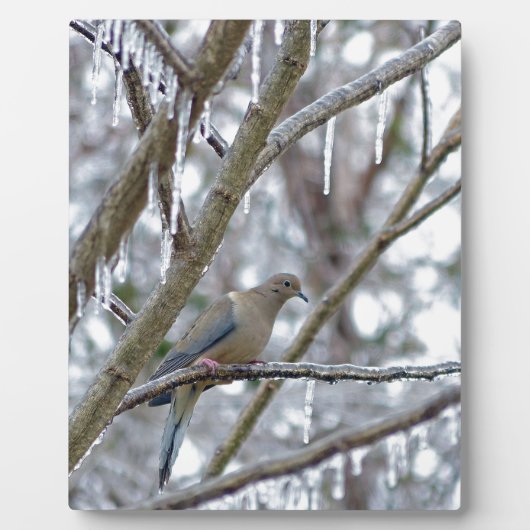 Mourning Dove Fotoplaat (Voorkant)