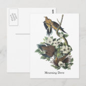 Mourning Dove, John Audubon Briefkaart (Voorkant / Achterkant)