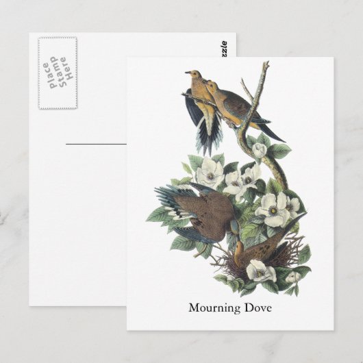 Mourning Dove, John Audubon Briefkaart (Voorkant / Achterkant)