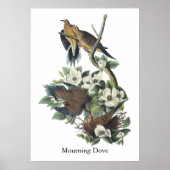 Mourning Dove, John Audubon Poster (Voorkant)