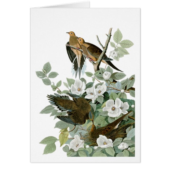 Mourning Dove, John James Audubon (Voorkant)