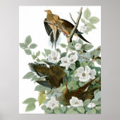 Mourning Dove, John James Audubon Fine Art Poster (Voorkant)