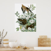 Mourning Dove, John James Audubon Fine Art Poster (Keuken)