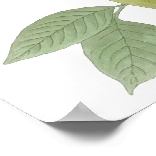 Mourning Dove, John James Audubon Fine Art Poster (Hoek)